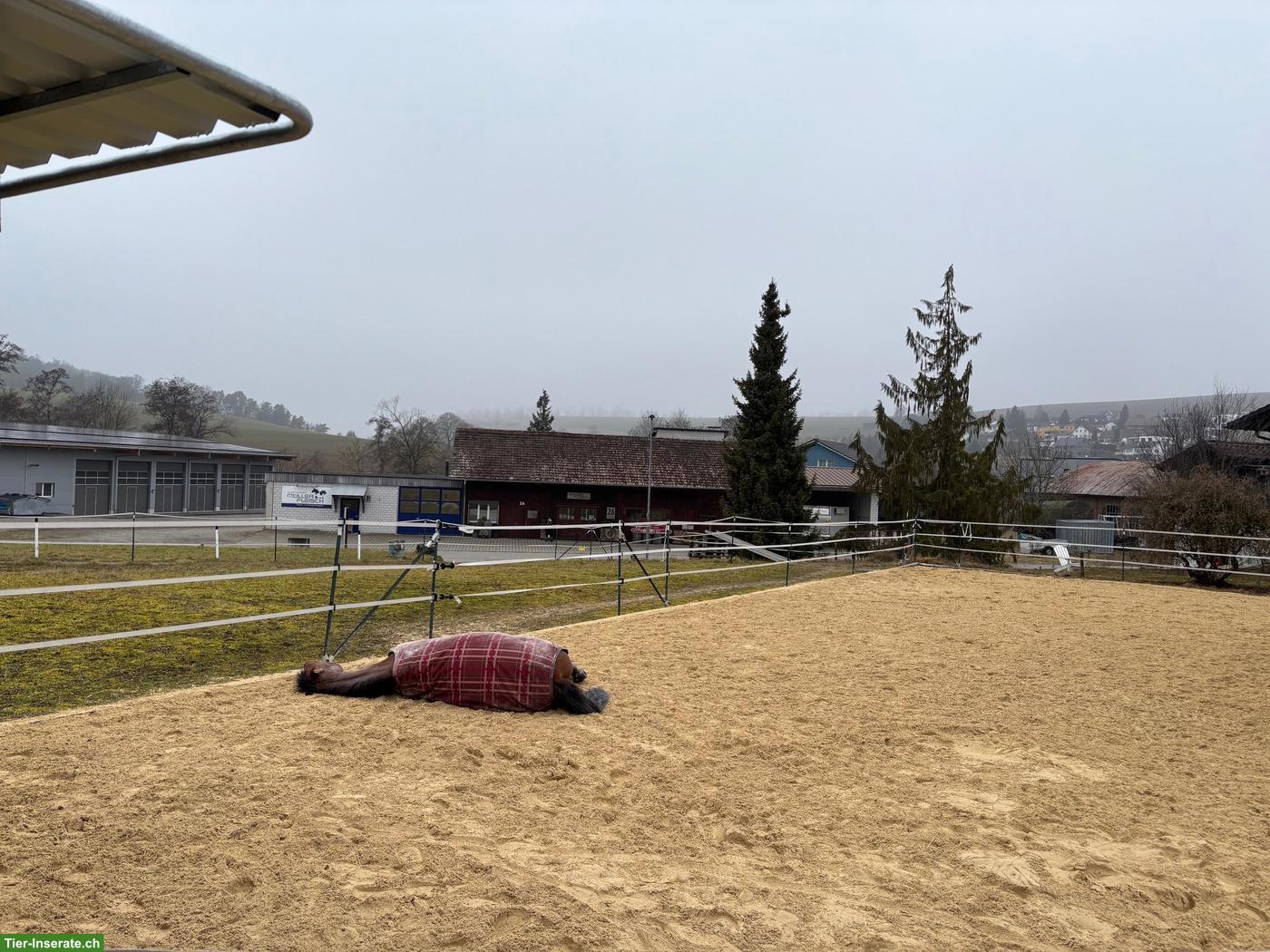 Bild 4: Offenstallplätze frei mit Reithalle für leichtfuttrige Pferde