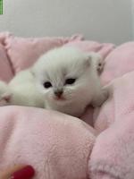 Britisch Kurzhaar BKH, BSH Kitten mit Schweizer Stammbaum