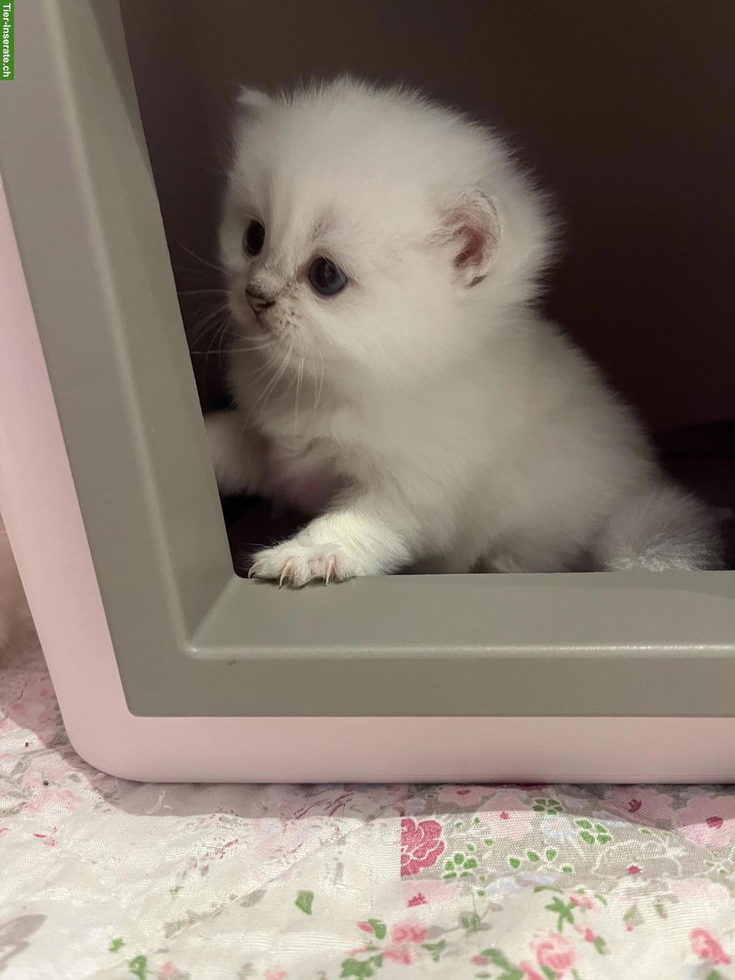 Bild 2: Britisch Kurzhaar BKH, BSH Kitten mit Schweizer Stammbaum
