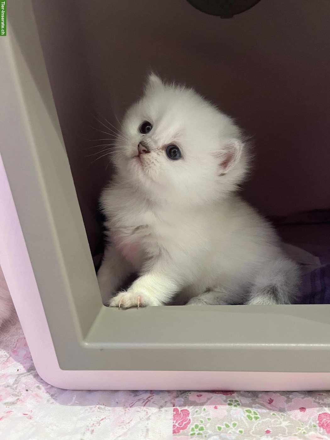 Bild 3: Britisch Kurzhaar BKH, BSH Kitten mit Schweizer Stammbaum