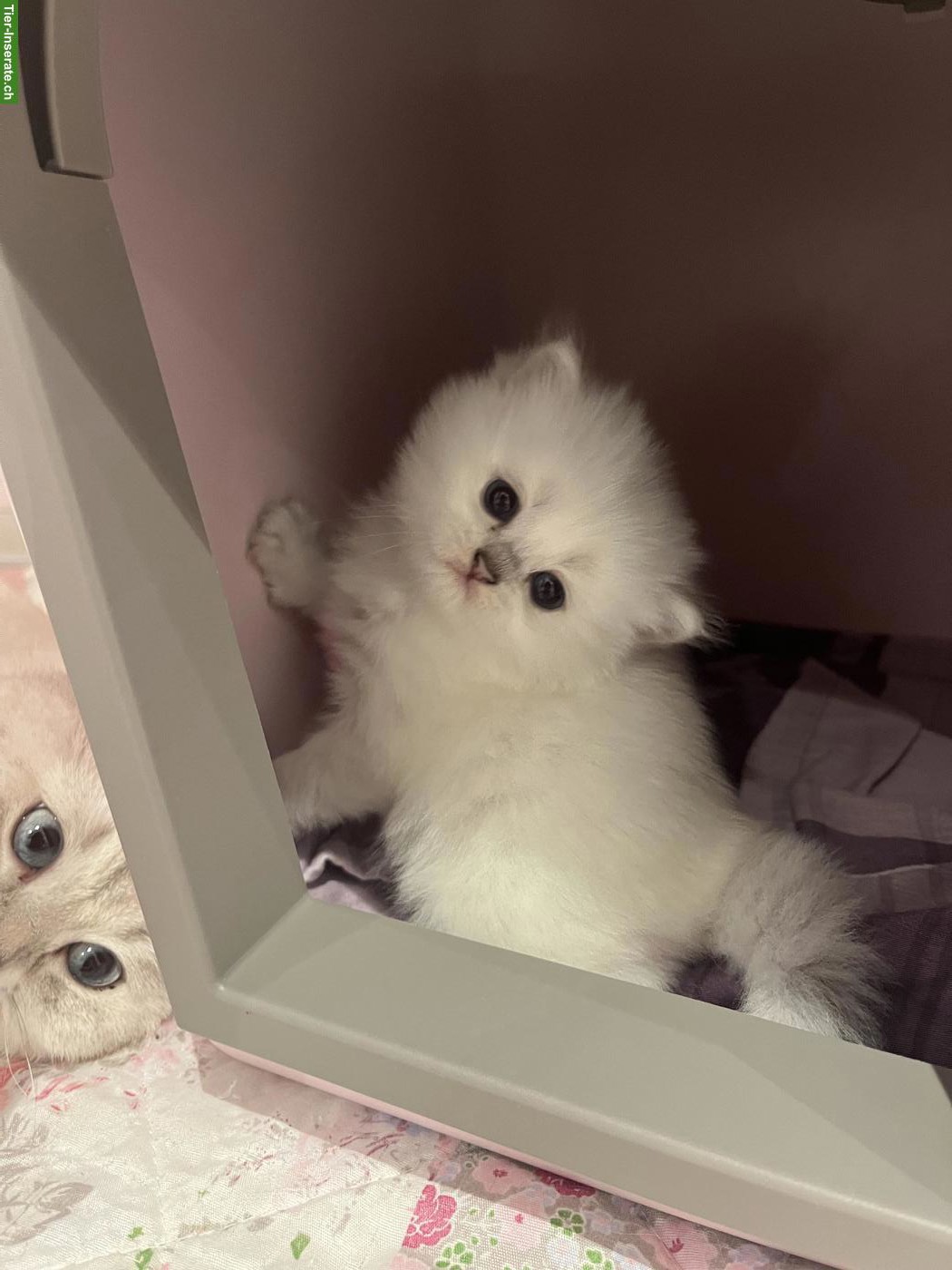 Bild 4: Britisch Kurzhaar BKH, BSH Kitten mit Schweizer Stammbaum