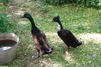 Laufenten-Erpel zu verschenken (1 oder 2)