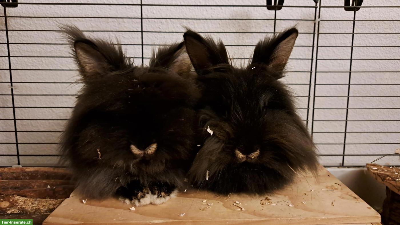 2 Löwenköpfli an schönes Zuhause abzugeben