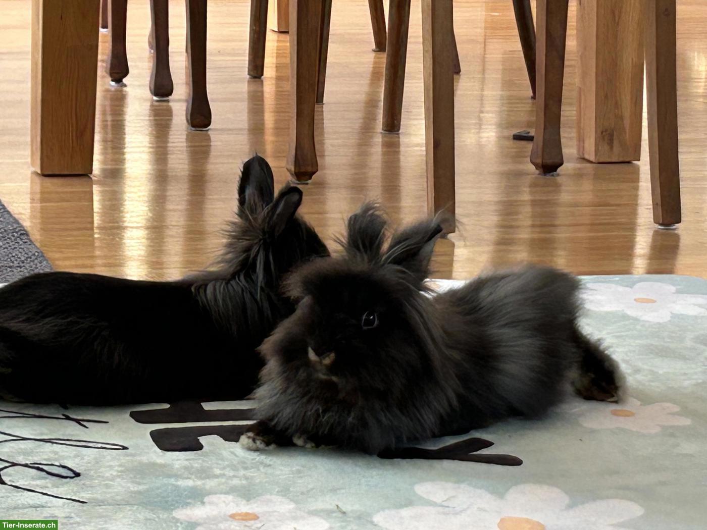 Bild 2: 2 Löwenköpfli an schönes Zuhause abzugeben