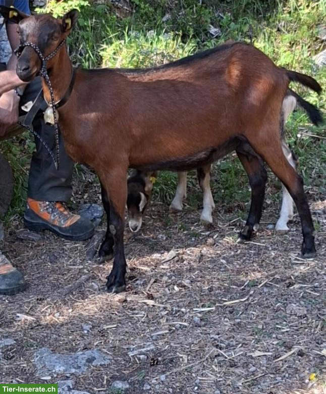 Ziegentrekking in der Natur für alle in Rickenbach SZ