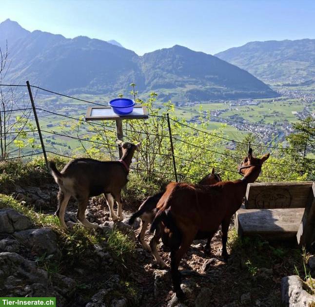 Bild 2: Ziegentrekking in der Natur für alle in Rickenbach SZ