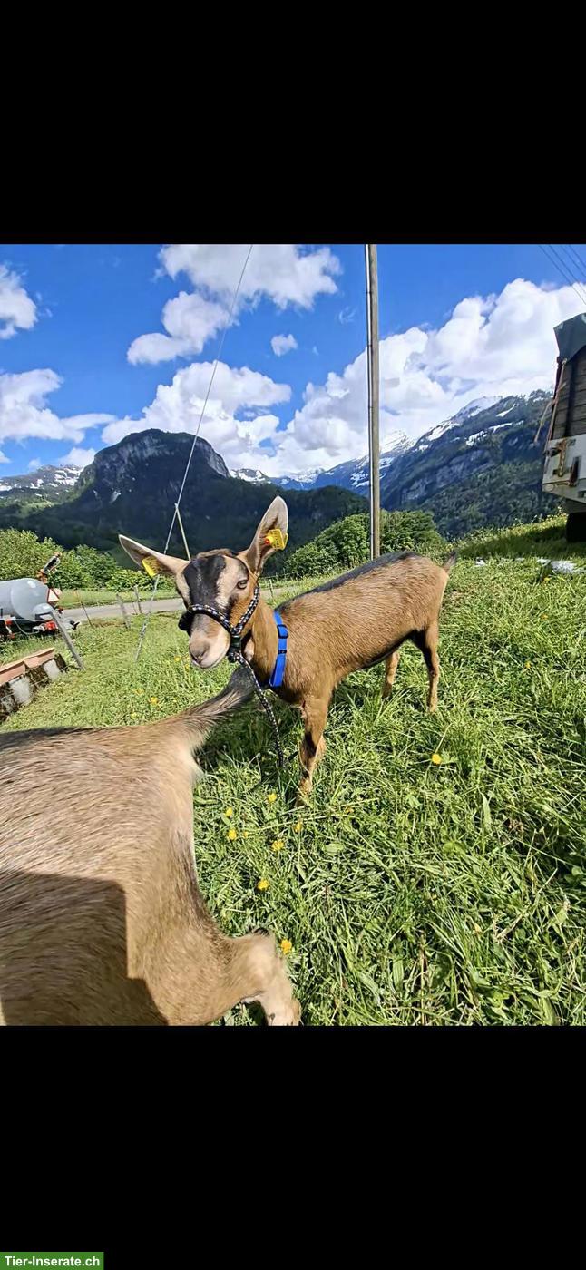 Bild 3: Ziegentrekking - wandern in schöner Natur mit unseren Ziegen