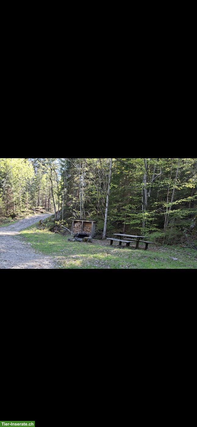 Bild 4: Ziegentrekking - wandern in schöner Natur mit unseren Ziegen