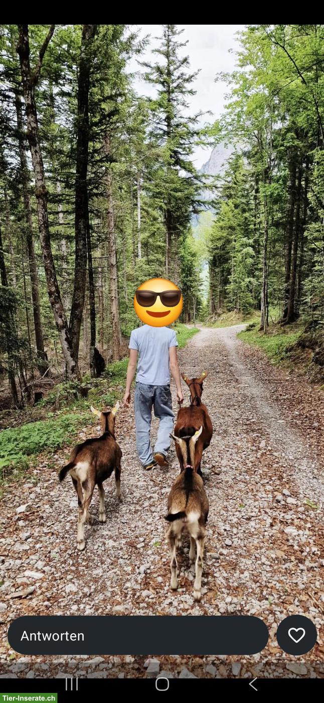 Bild 5: Ziegentrekking - wandern in schöner Natur mit unseren Ziegen