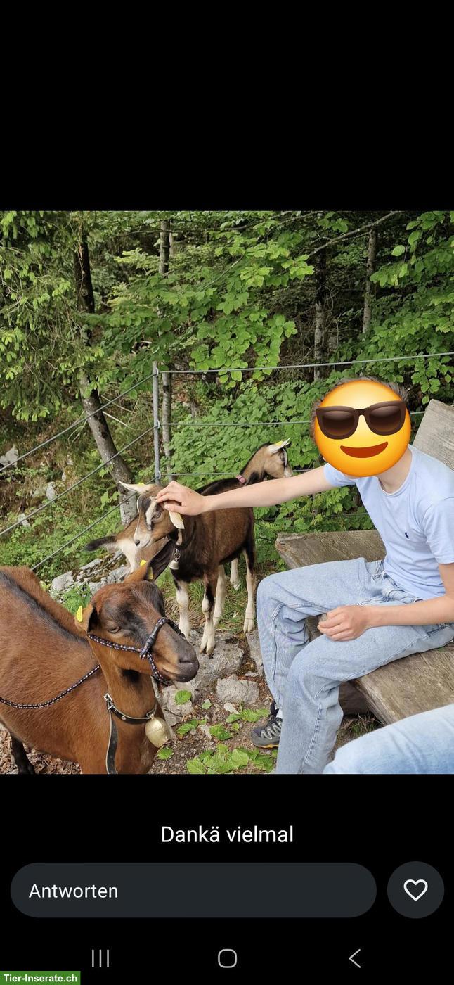 Bild 6: Ziegentrekking - wandern in schöner Natur mit unseren Ziegen