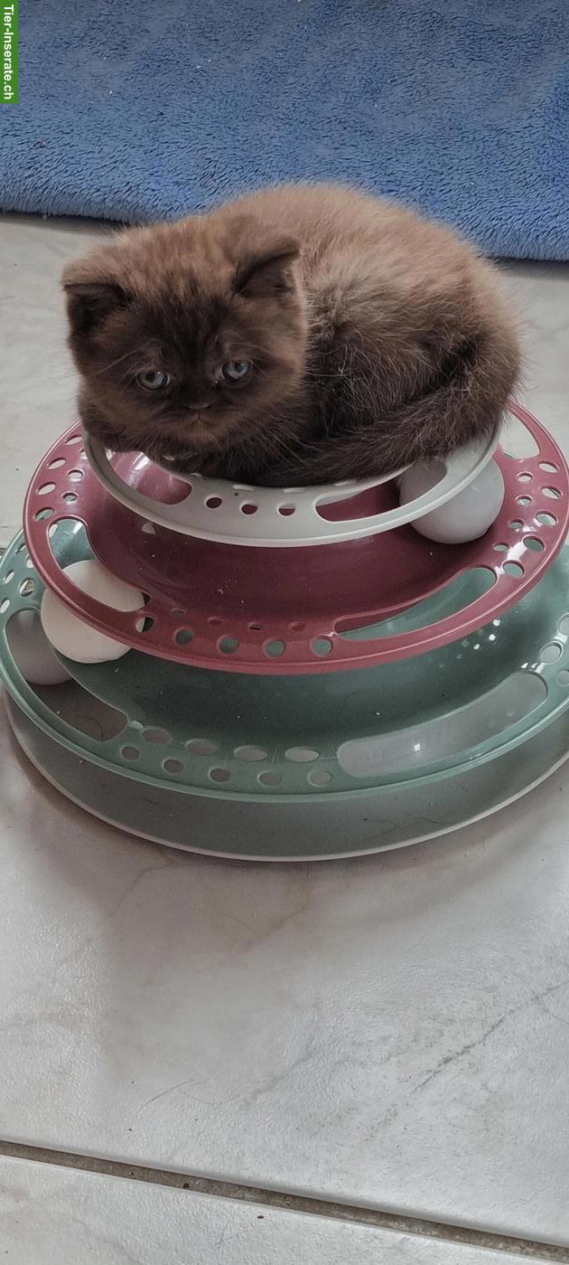 BKH Kitten reinrassig zu verkaufen