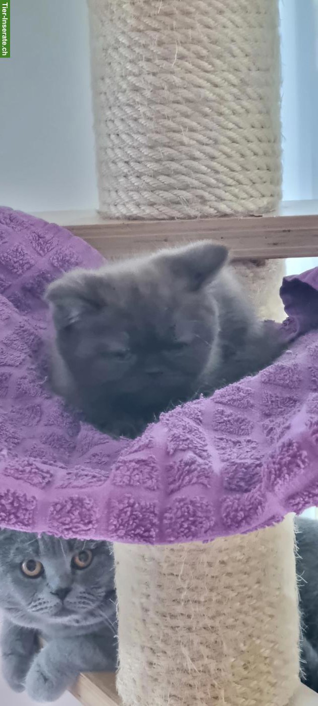 Bild 2: BKH Kitten reinrassig zu verkaufen