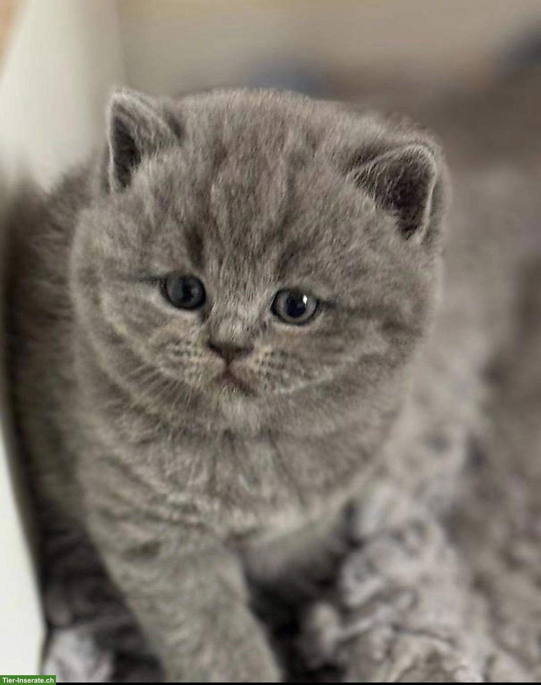 BKH Katzenbaby zu verkaufen