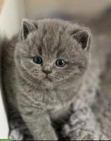 BKH Katzenbaby zu verkaufen