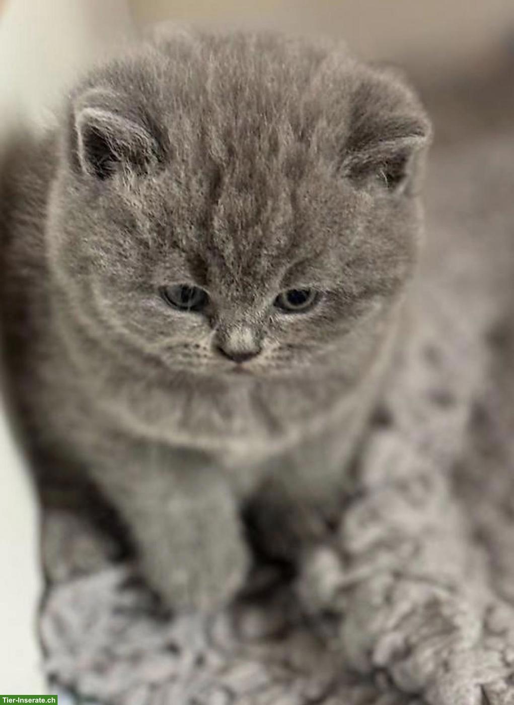 Bild 2: BKH Katzenbaby zu verkaufen