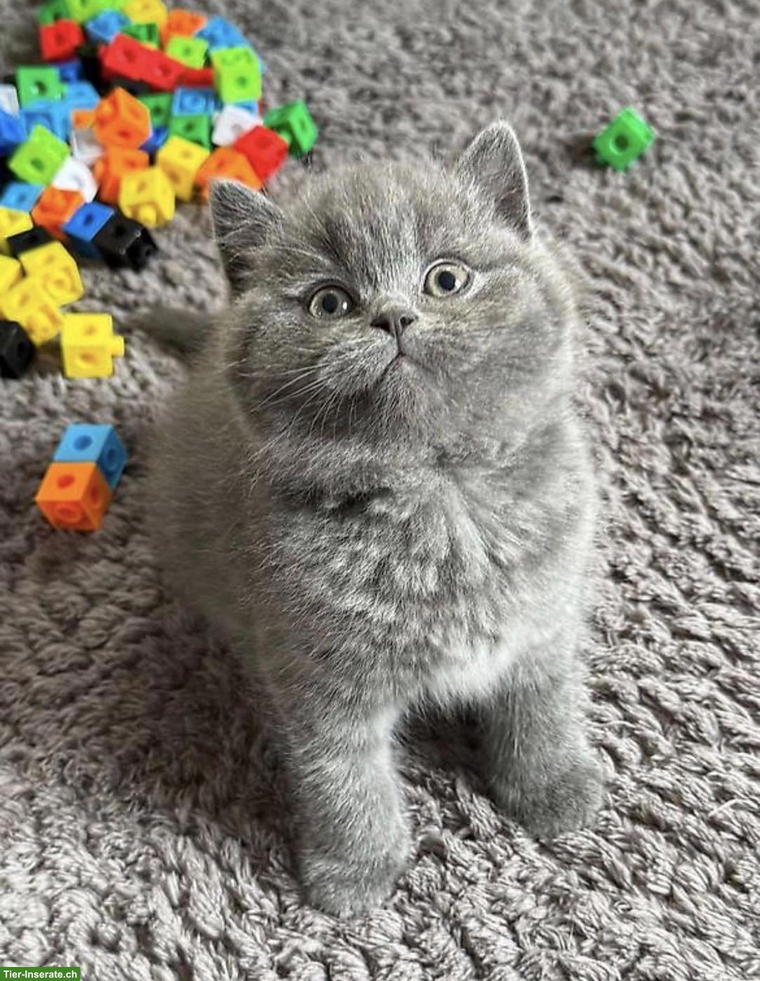 Bild 3: BKH Katzenbaby zu verkaufen