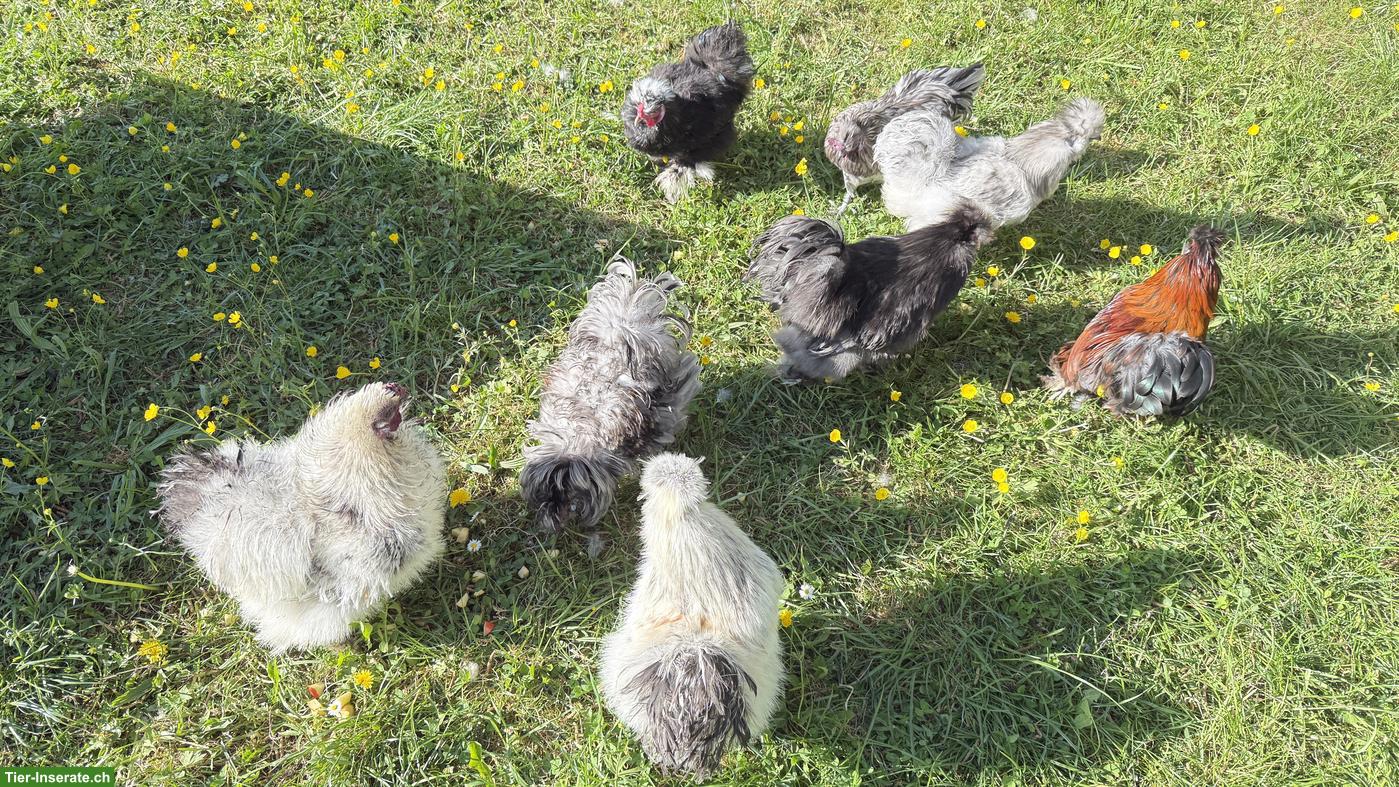 Junge Seidenhuhn-Hähne