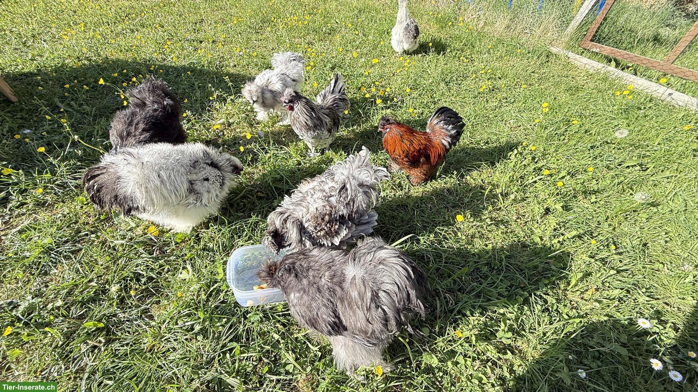 Bild 2: Junge Seidenhuhn-Hähne