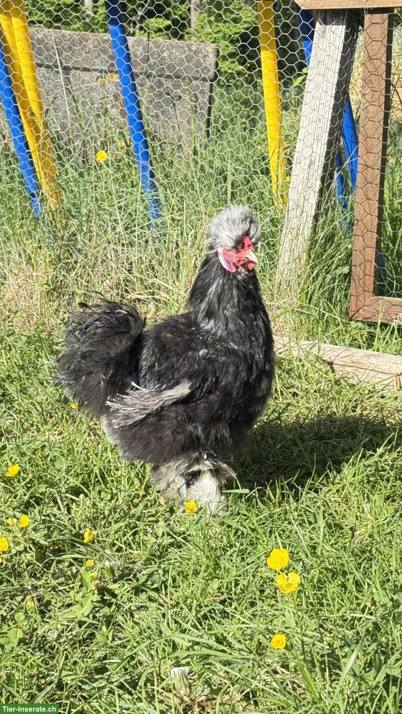 Bild 3: Junge Seidenhuhn-Hähne
