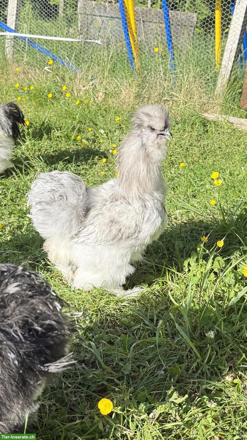 Bild 4: Junge Seidenhuhn-Hähne