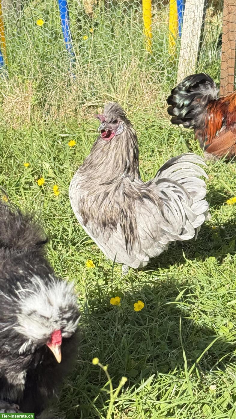 Bild 5: Junge Seidenhuhn-Hähne