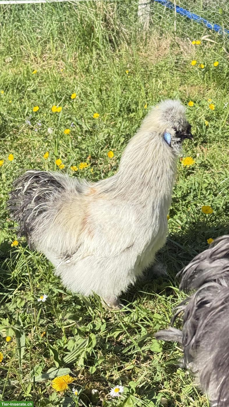 Bild 6: Junge Seidenhuhn-Hähne