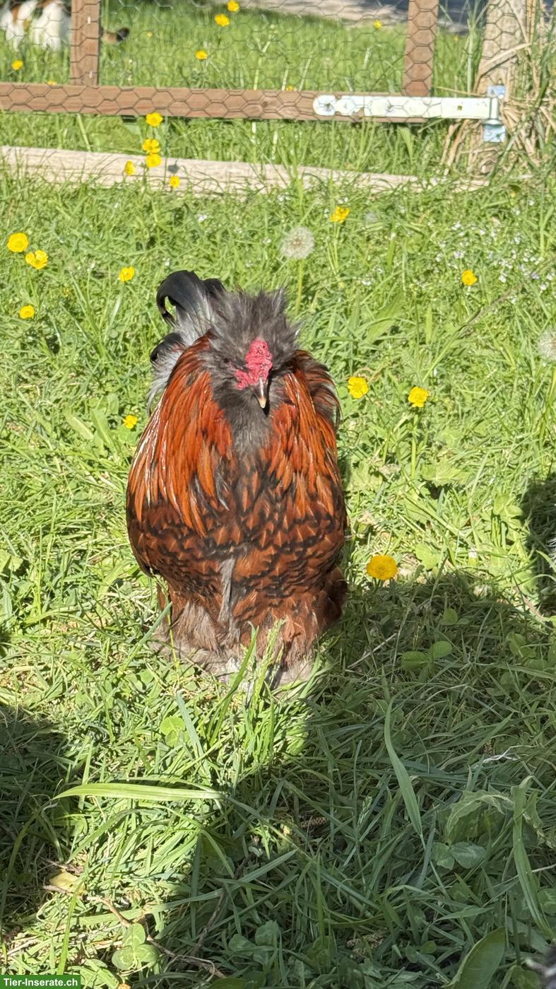 Bild 7: Junge Seidenhuhn-Hähne