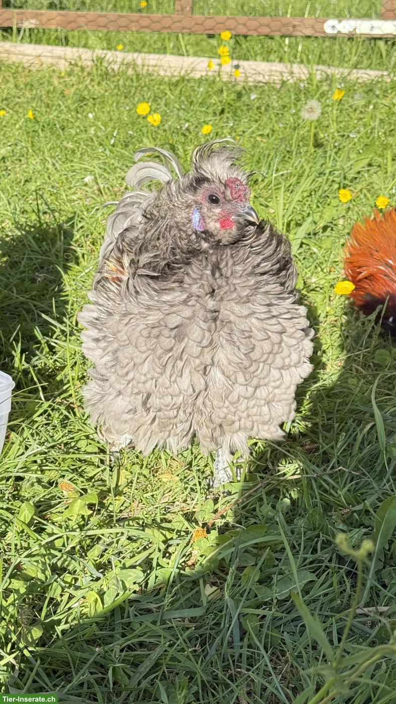 Bild 8: Junge Seidenhuhn-Hähne