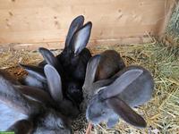 Deutsche Riesen Kaninchen zu verkaufen