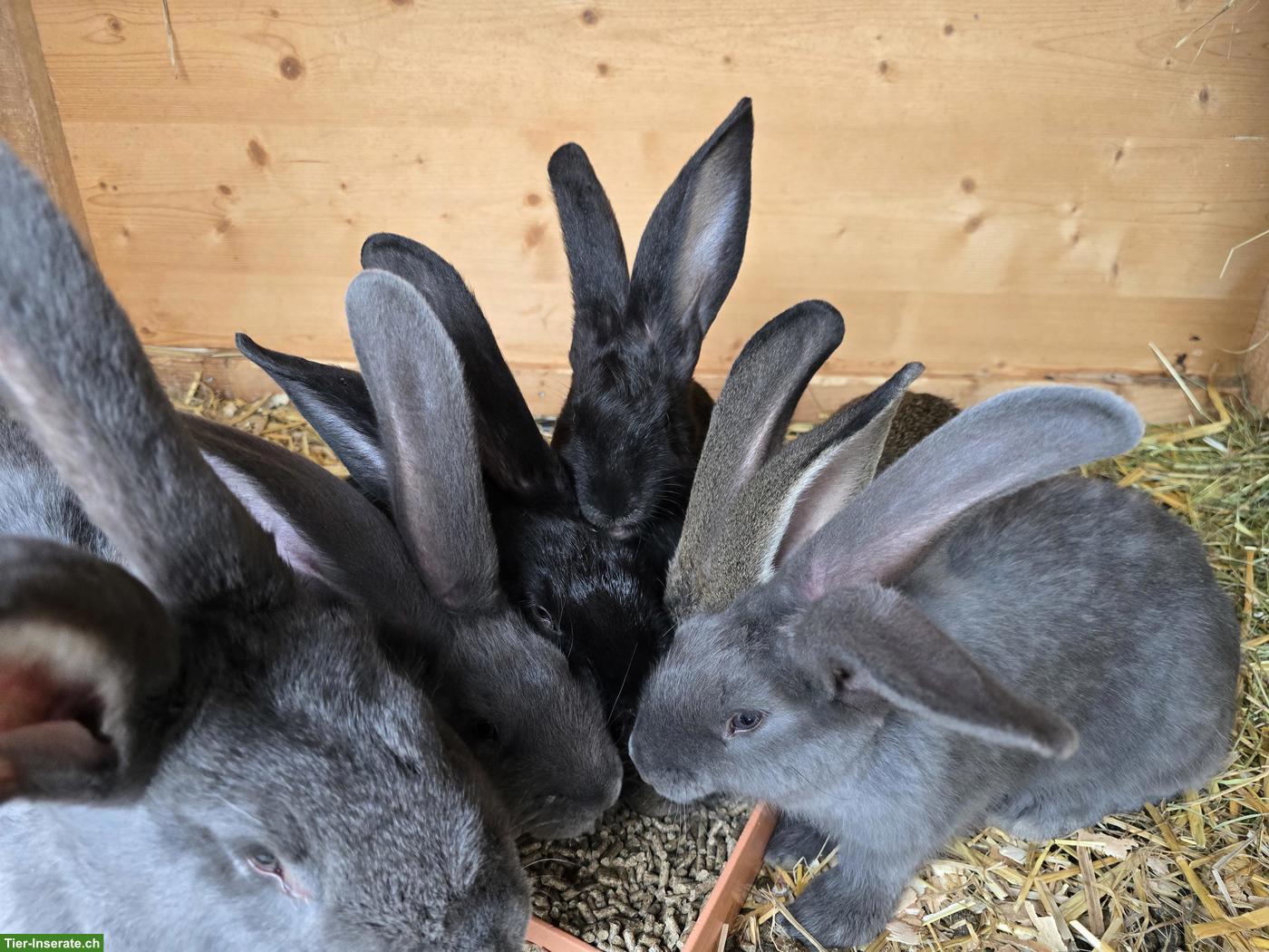 Bild 2: Deutsche Riesen Kaninchen zu verkaufen