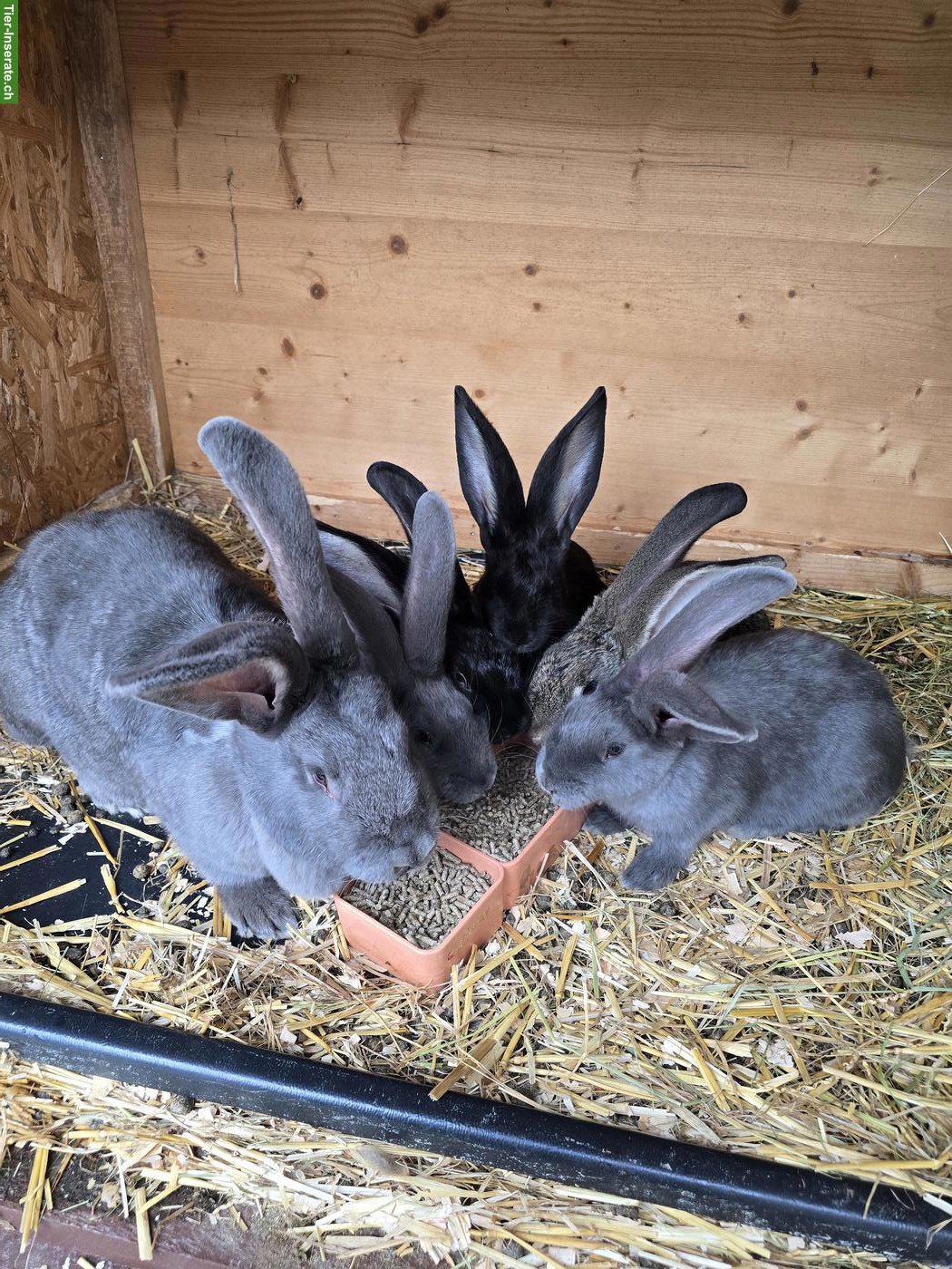 Bild 3: Deutsche Riesen Kaninchen zu verkaufen