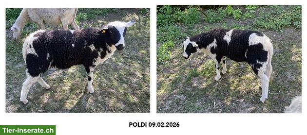 2 junge Milchschaf-Böckli zu verkaufen