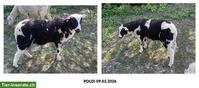 2 junge Milchschaf-Böckli zu verkaufen