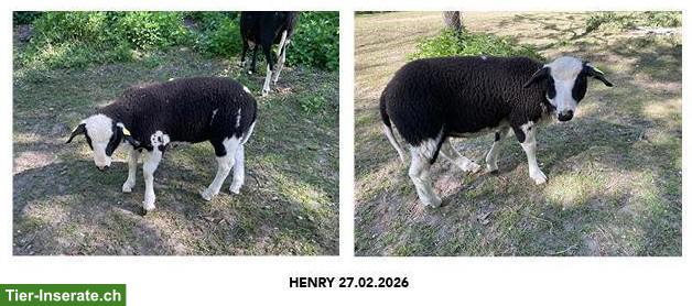 Bild 2: 2 junge Milchschaf-Böckli zu verkaufen