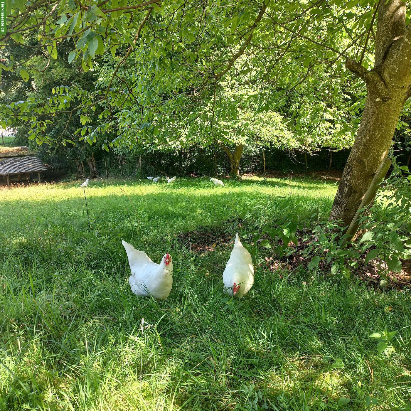 Schöne Schweizerhühner suchen Lebensplatz