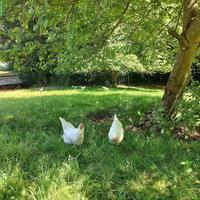 Schöne Schweizerhühner suchen Lebensplatz