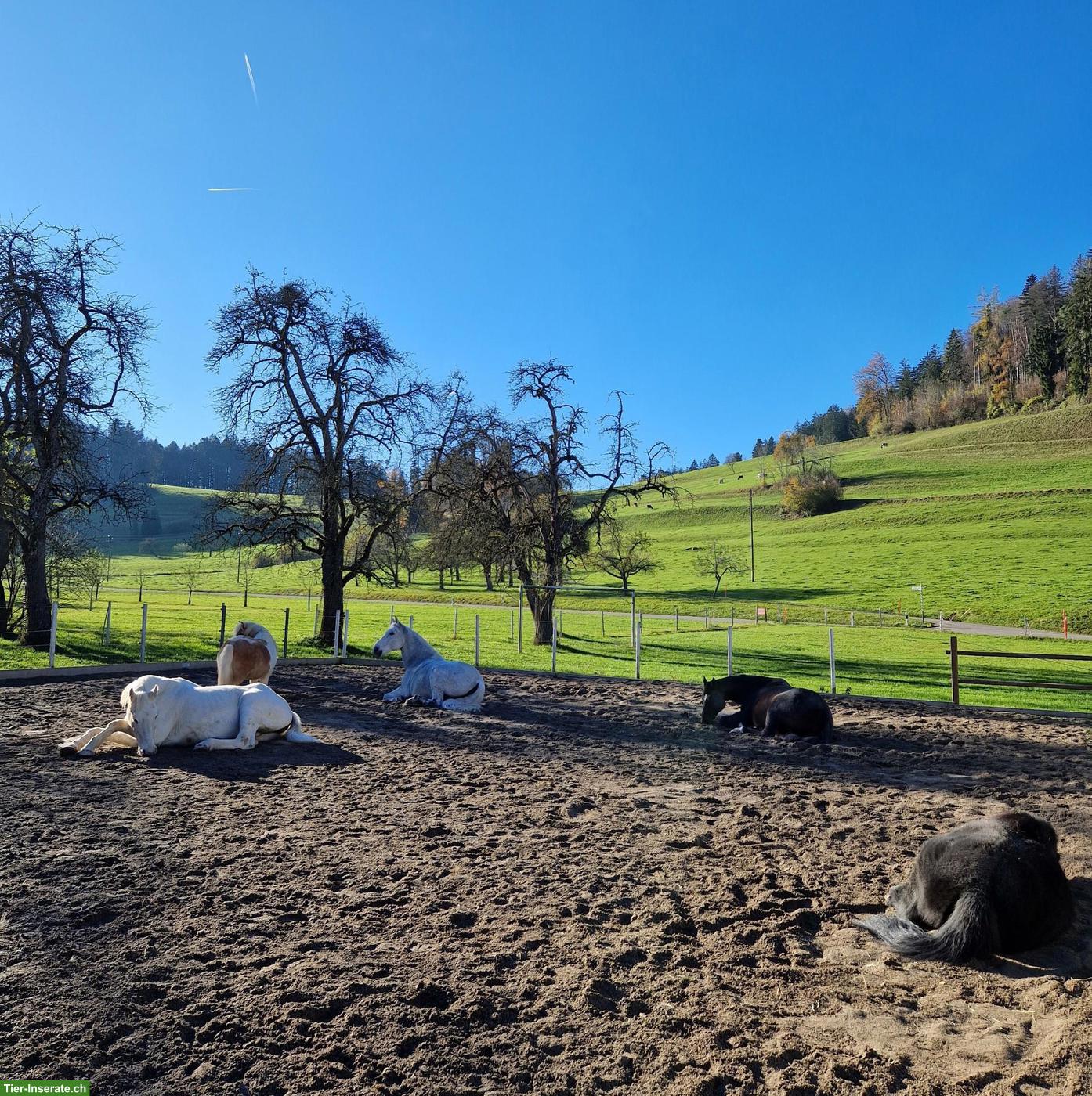 Freier Platz für Stute in kleinem Offenstall in Gündisau ZH
