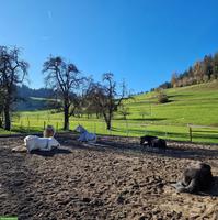 Freier Platz für Stute in kleinem Offenstall in Gündisau ZH
