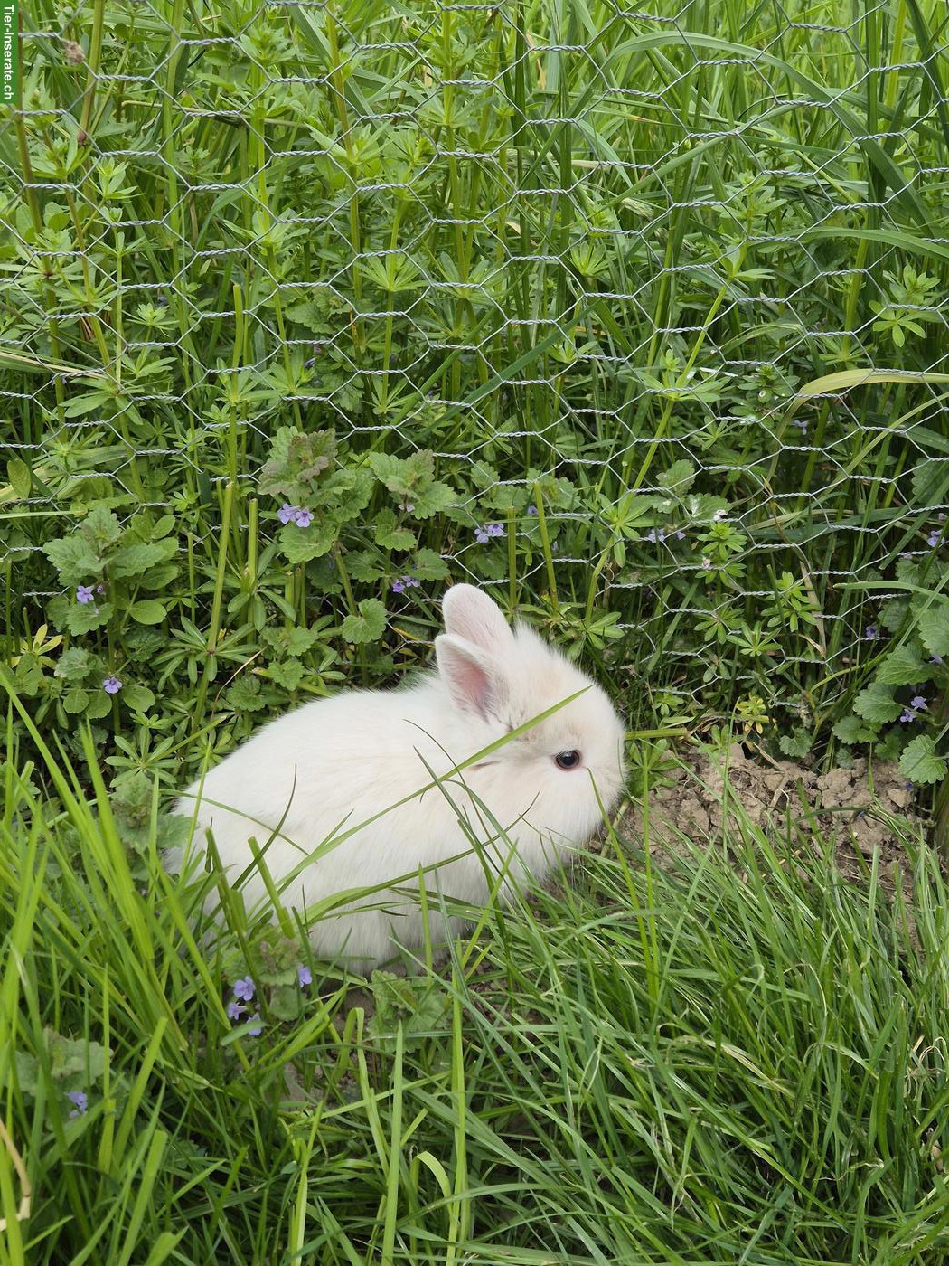Junges Löwenkopf Zwergkaninchen, männlich
