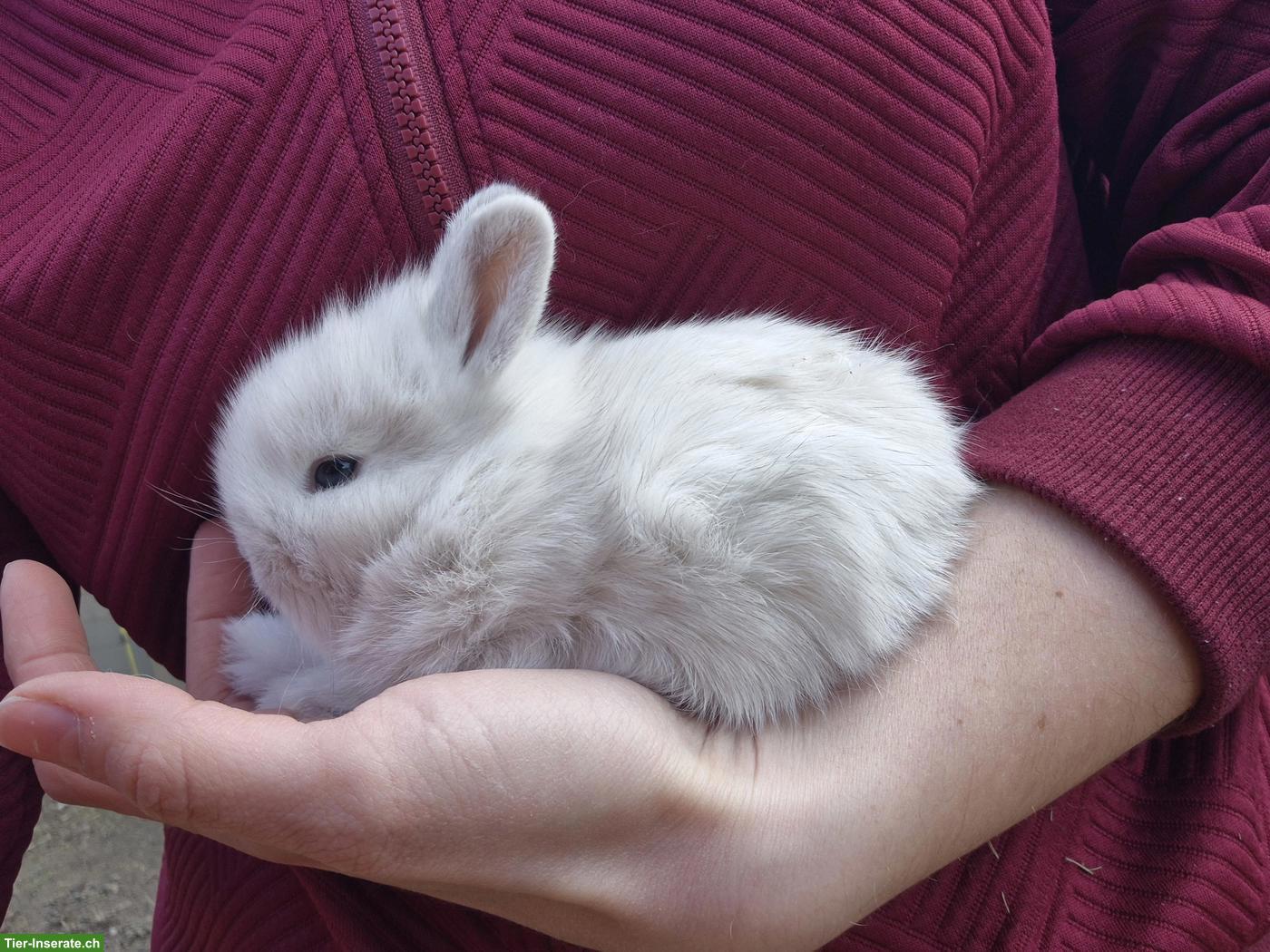 Bild 2: Junges Löwenkopf Zwergkaninchen, männlich