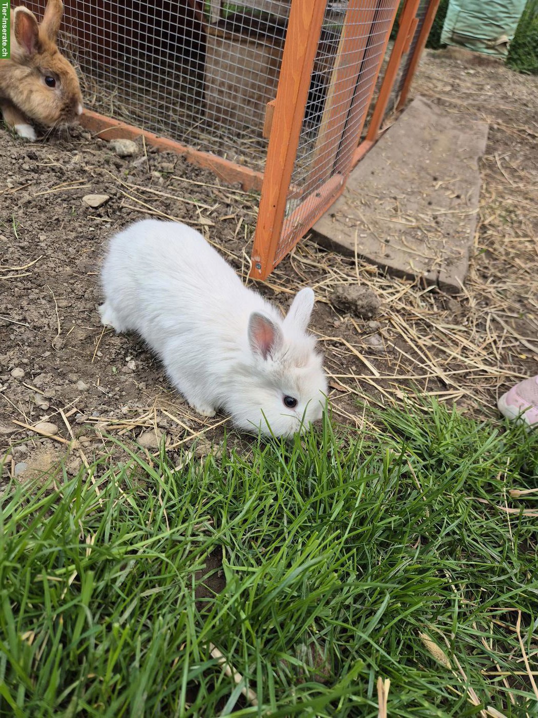 Bild 3: Junges Löwenkopf Zwergkaninchen, männlich
