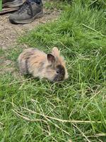 Junges Löwenkopf Zwergkaninchen Männchen