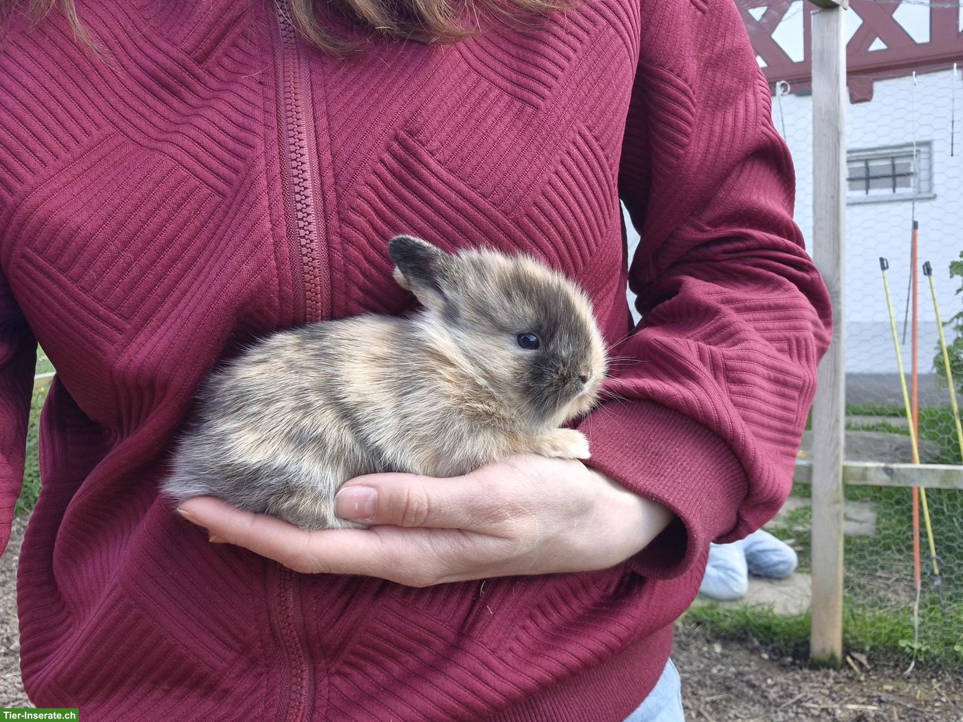 Bild 2: Junges Löwenkopf Zwergkaninchen Männchen