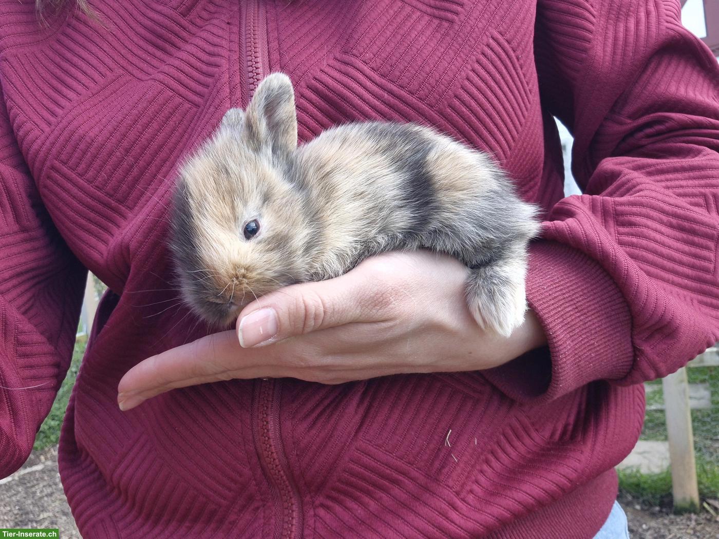 Bild 3: Junges Löwenkopf Zwergkaninchen Männchen
