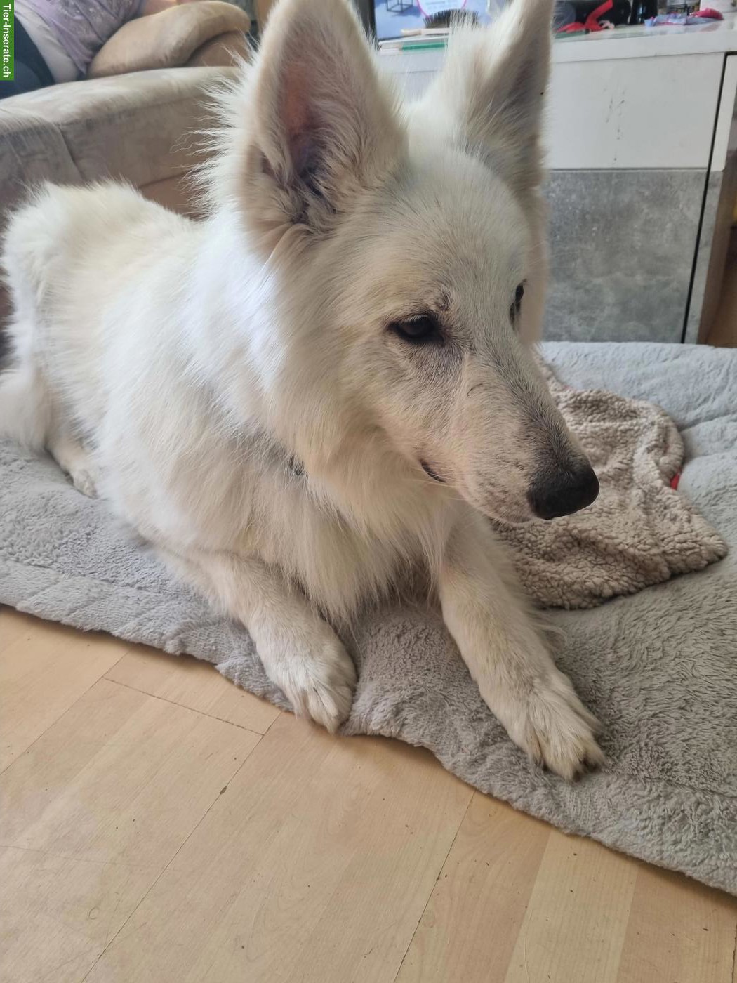 Weisser Schweizer Schäferhund Rüde