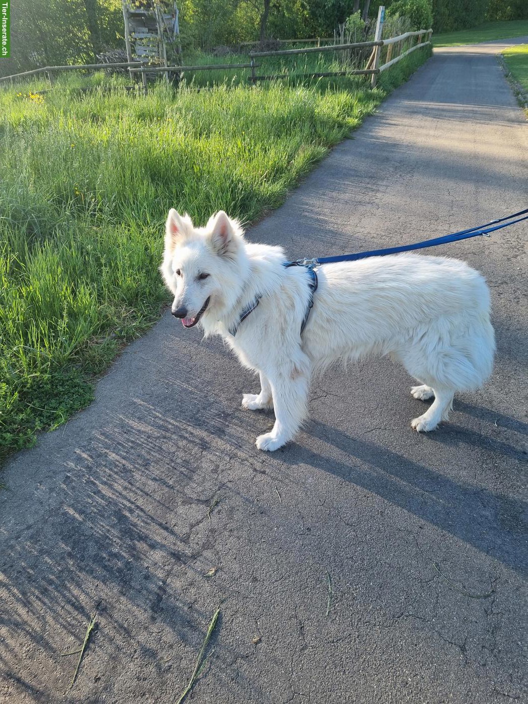 Bild 2: Weisser Schweizer Schäferhund Rüde