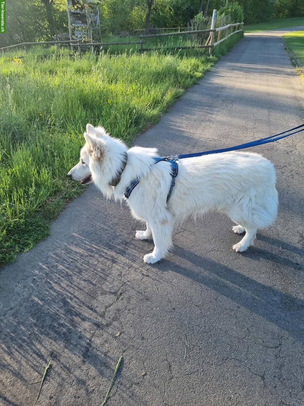 Bild 3: Weisser Schweizer Schäferhund Rüde