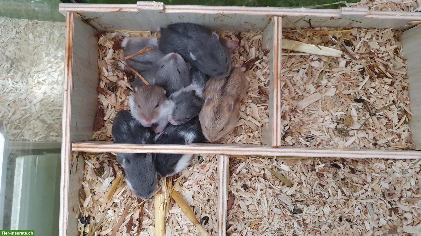 Bild 2: Junge Campbell Zwerghamster, reinrassig