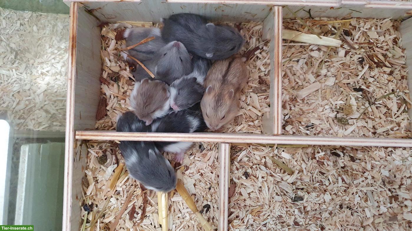 Bild 3: Junge Campbell Zwerghamster, reinrassig