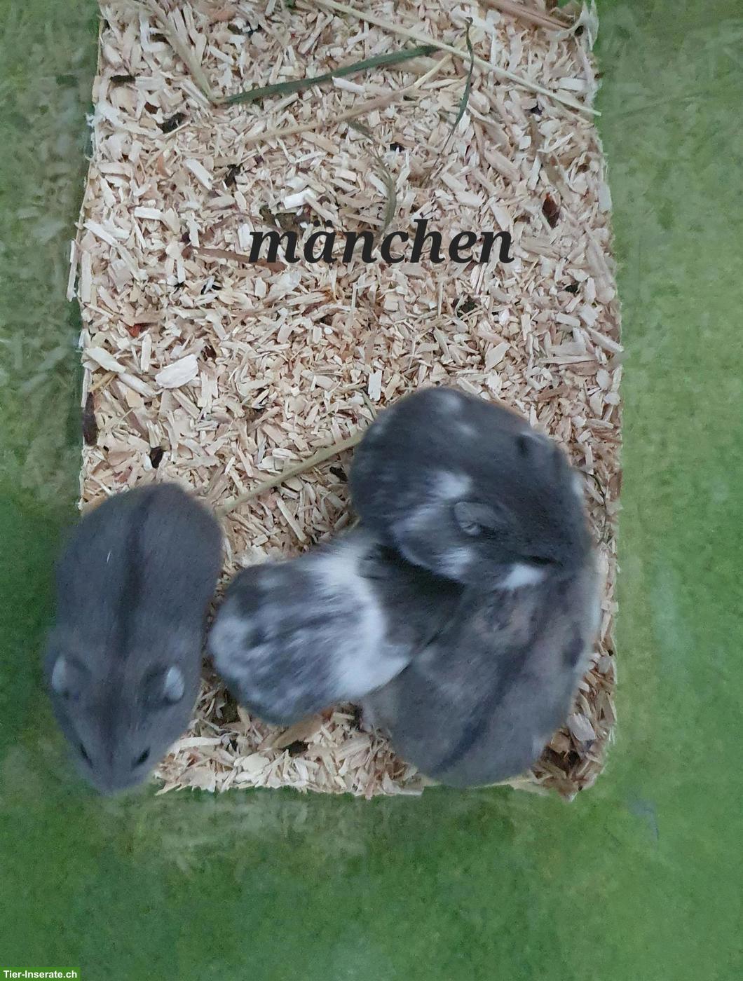 Bild 4: Junge Campbell Zwerghamster, reinrassig